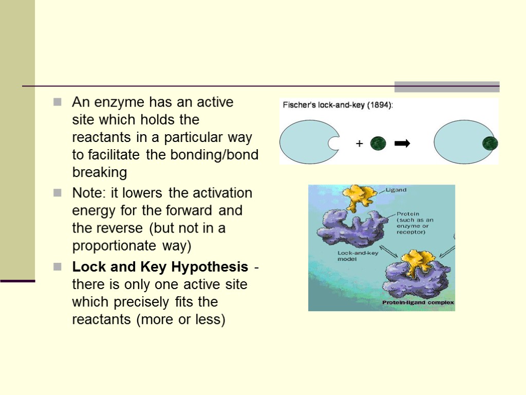 An enzyme has an active site which holds the reactants in a particular way